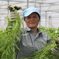 Make farming easier thanks to greenhouse technology