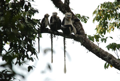 'Make home' for ... snub-nosed monkey