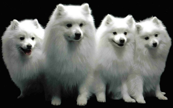 Making dog's DNA bank