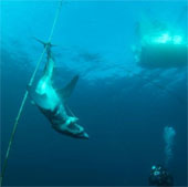Mako sharks are killed
