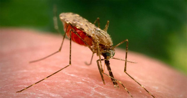 Malaria changes the smell of patients, makes them more