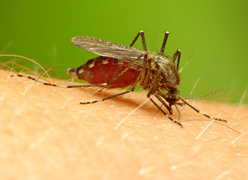 Malaria is at risk of outbreaks in Africa due to counterfeit drugs