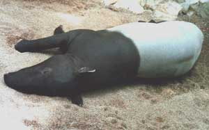 Malay tapirs