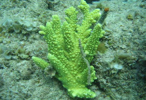 Malaysia adds artificial reefs to prevent fishing