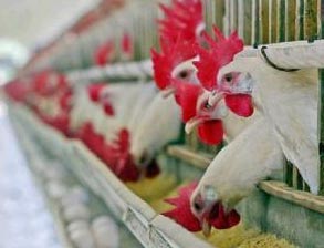 Malaysia announced to escape bird flu