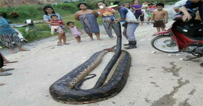 Malaysia: Catching giant pythons weighing a huge weight has never been seen