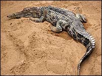 Malaysia finds a wife for a rare crocodile