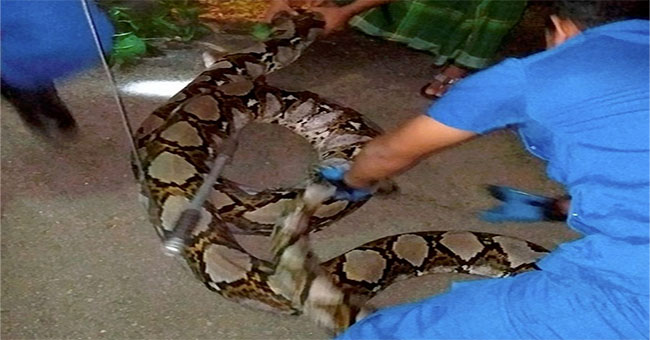 Malaysia: Giant python weighs 1 quintal, 10 people cannot catch it
