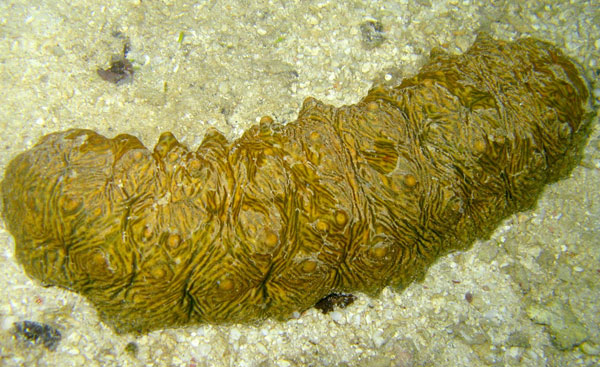 Malaysia looks for commercial sea cucumber farming methods