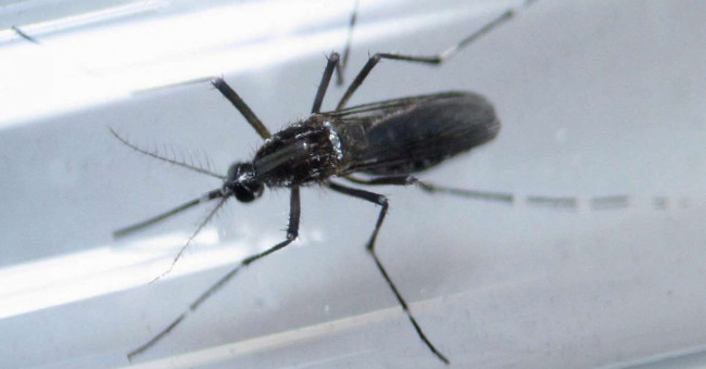 Malaysian pregnant women first infected with Zika virus