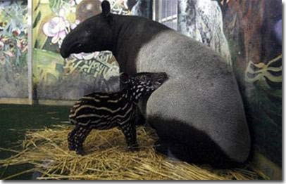 Malaysian tapirs on Japanese soil