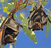 Male bats are 'sexy singers' most animal world