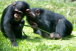Male chimp goes crazy when she gets 'red light'