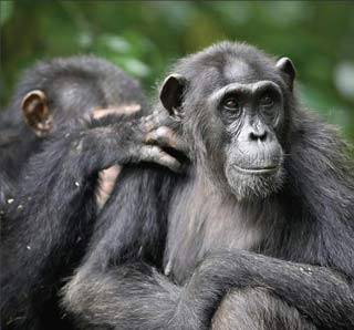 Male chimpanzees like 'old girls'