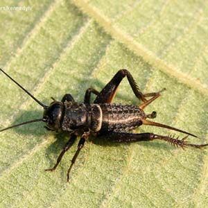 Male crickets use scent to seduce