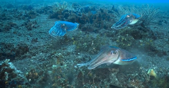 Male cuttlefish confront two rival species to monopolize the squid