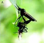 Male flies cheating with fake gifts