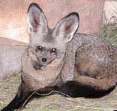 Male fox at home doing housework