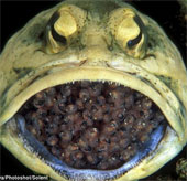 Male jawfish hatched up to 400 eggs in the mouth