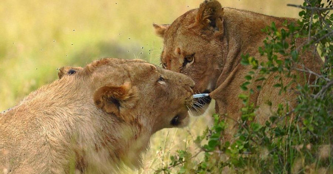 Male lion draws anesthesia arrow from his female lion