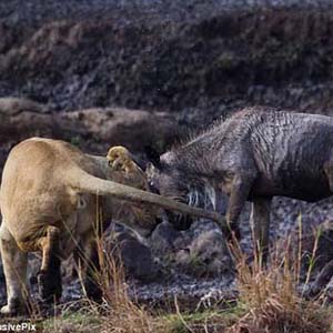 Male lion punishes antelope jokingly at his wife