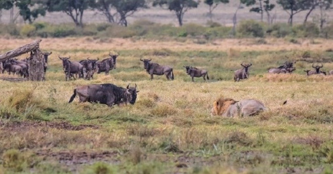 Male lions abandon their partners to hunt antelopes