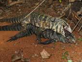 Male lizards mate with females