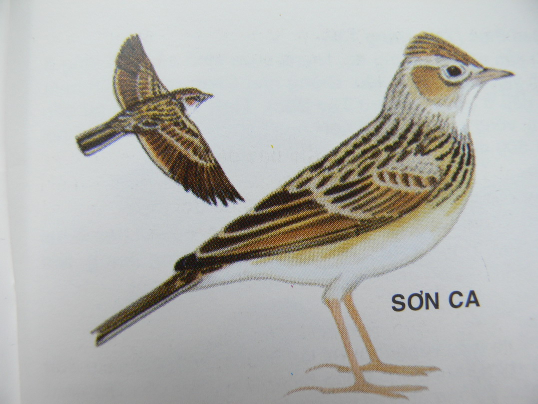 Male nightingale flirts at night
