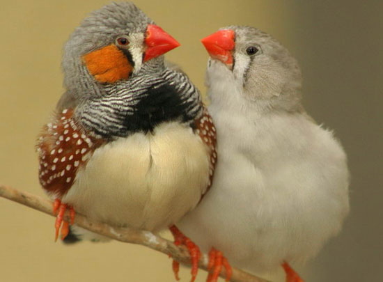 Male sparrows also play gay