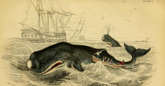 Male sperm whales use the enemy's forehead and sink the boat