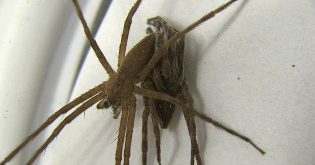 Male spiders keep the network by tying their partners when mating