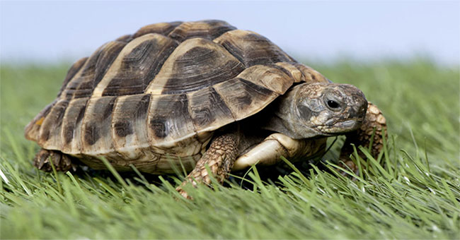 Male turtles become females because of global warming