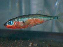 Male-like mothers: The male perchlorate waste of fish species