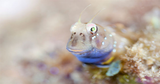 Males eat offspring to mate with new partners