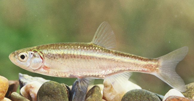 Males stole the eggs of females to replicate themselves