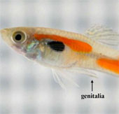 Males use prongs to mate females