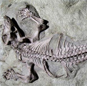 Mammal ancestors take advantage of extinction events