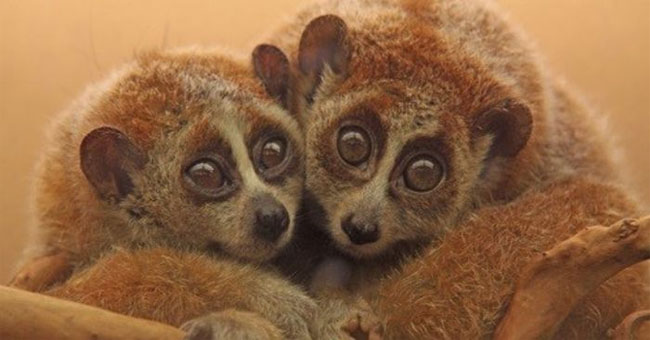Mammals contain toxins