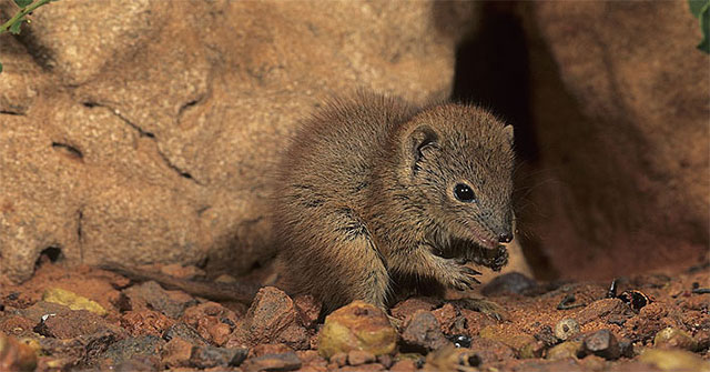 Mammals die in mass after each mating season
