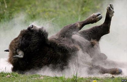 Mammals in Europe call for help