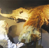 Mammoth exhibition 39,000 years ago