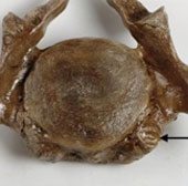 Mammoths are malformed when near extinction