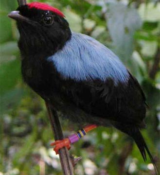Manakin bird thanks to you
