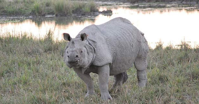 Manas Wildlife Reserve