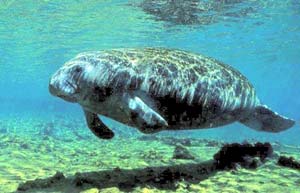 Manatee also has intelligence