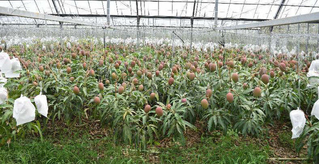 Mango trees break the plan for 800 fruits in Japan