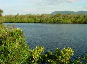 Mangrove forest - green wall in front of the sea