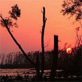 Mangrove forests continue to decline