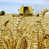 Manipulating food security?