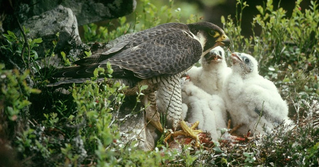 Mankind is only worthy to carry sandals for this bird to be faithful